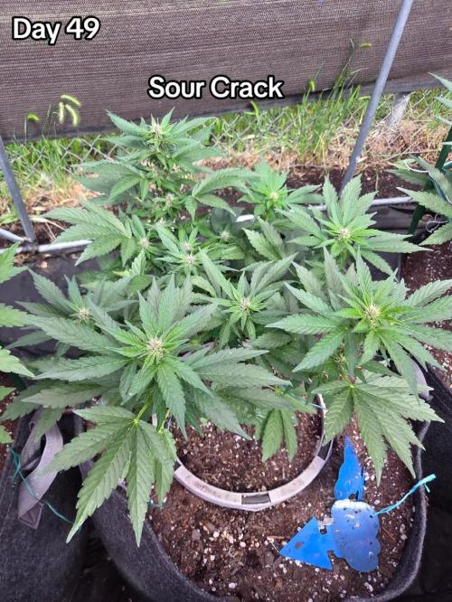 Sour Crack. Week 7
