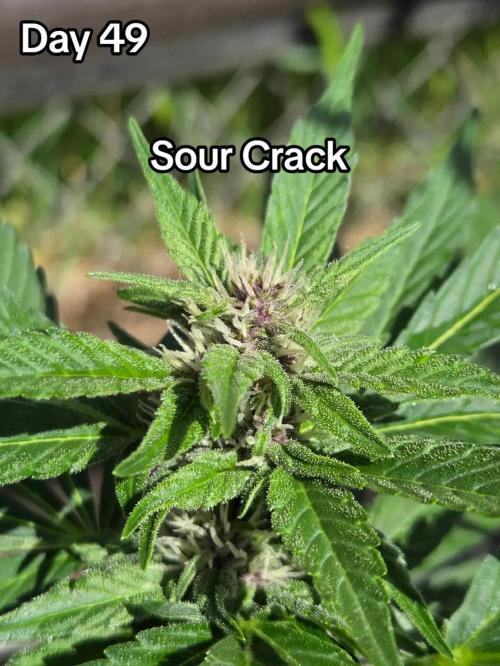 Sour Crack. Week 7