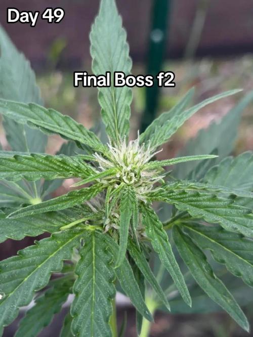 Final Boss F2. Week 7