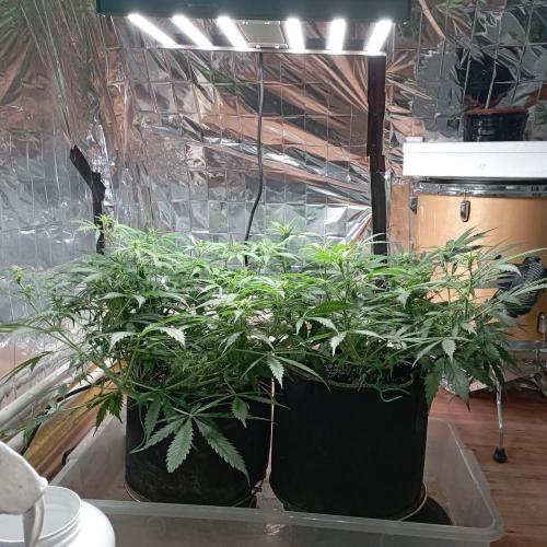 White Widow Auto con entrenamiento (LST). Week 8