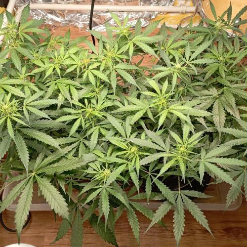 White Widow Auto con entrenamiento (LST). Week 8