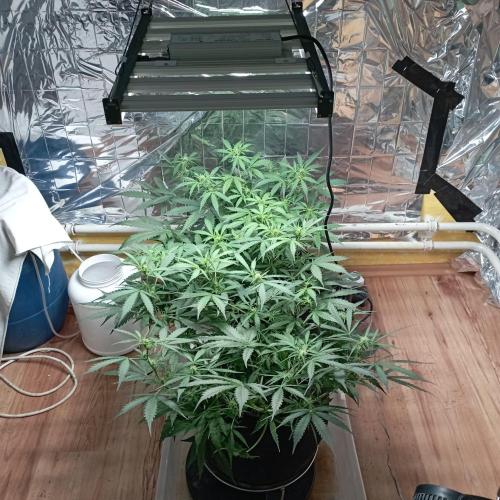 White Widow Auto con entrenamiento (LST). Week 8