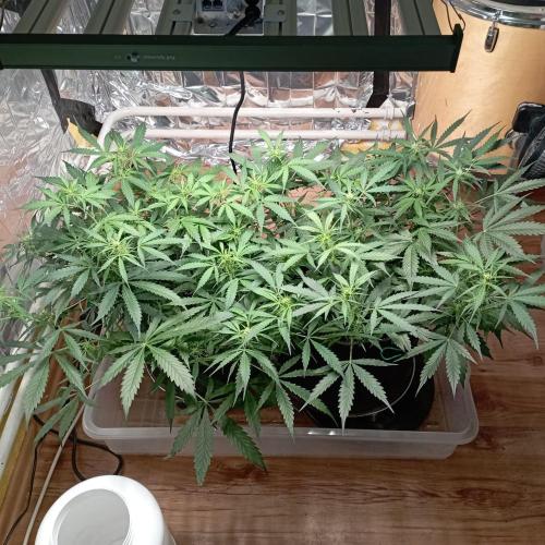 White Widow Auto con entrenamiento (LST). Week 8