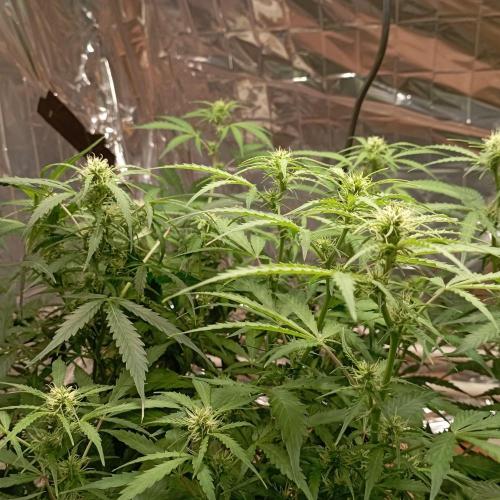 White Widow Auto con entrenamiento (LST). Week 8
