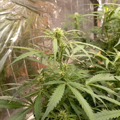White Widow Auto con entrenamiento (LST). Week 8