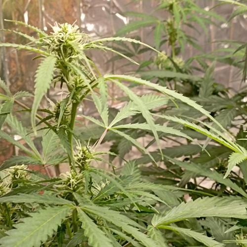 White Widow Auto con entrenamiento (LST). Week 8