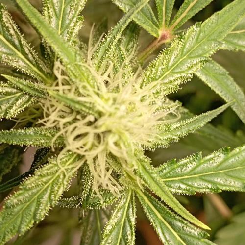 White Widow Auto con entrenamiento (LST). Week 8