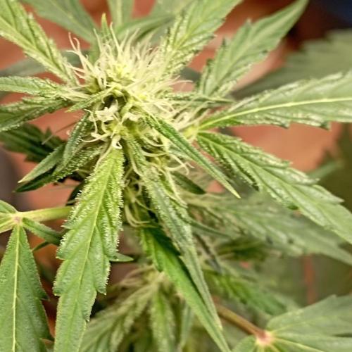 White Widow Auto con entrenamiento (LST). Week 8