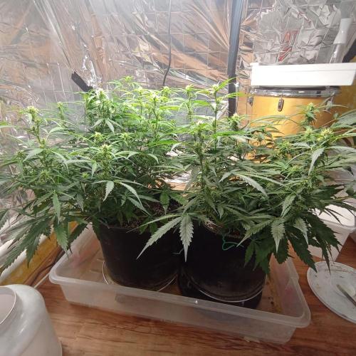 White Widow Auto con entrenamiento (LST). Week 8