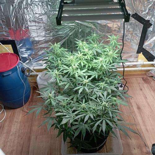 White Widow Auto con entrenamiento (LST). Week 8