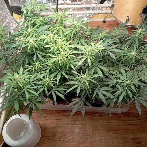 White Widow Auto con entrenamiento (LST). Week 8