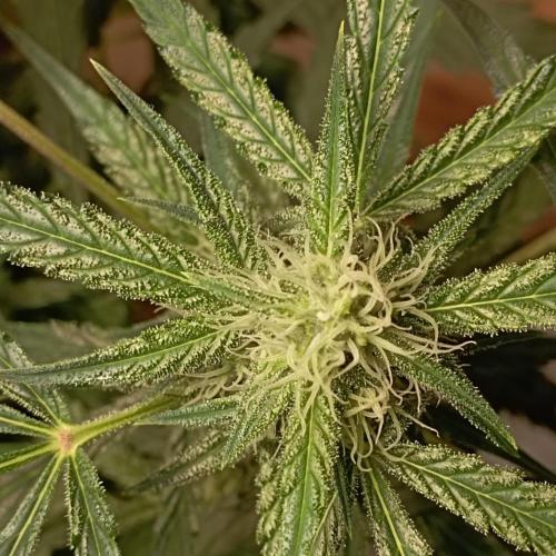 White Widow Auto con entrenamiento (LST). Week 8