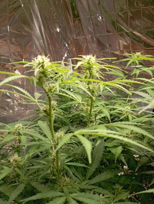 White Widow Auto con entrenamiento (LST). Week 9
