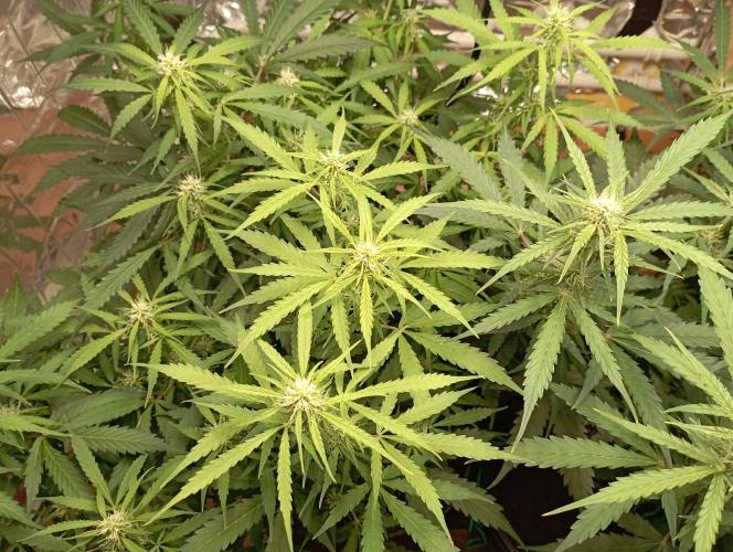 White Widow Auto con entrenamiento (LST). Week 9