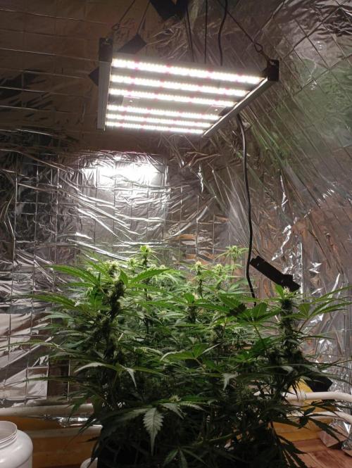 White Widow Auto con entrenamiento (LST). Week 9