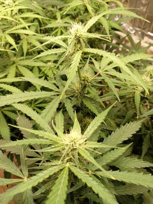 White Widow Auto con entrenamiento (LST). Week 9