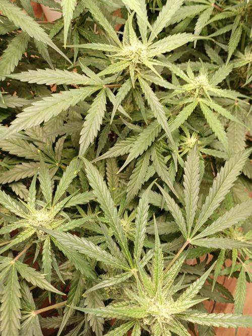 White Widow Auto con entrenamiento (LST). Week 9