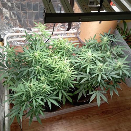 White Widow Auto con entrenamiento (LST). Week 9