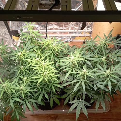 White Widow Auto con entrenamiento (LST). Week 9