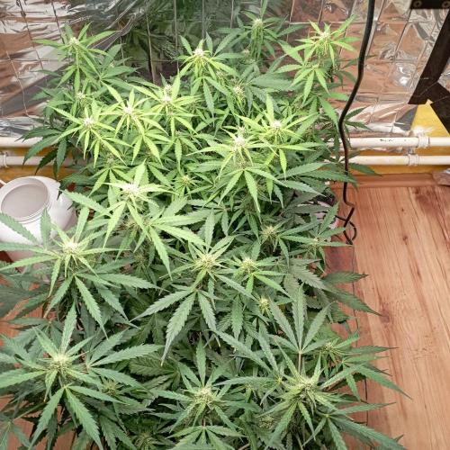 White Widow Auto con entrenamiento (LST). Week 9