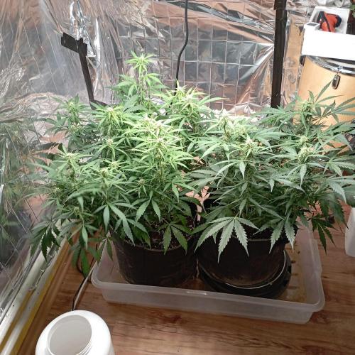 White Widow Auto con entrenamiento (LST). Week 9