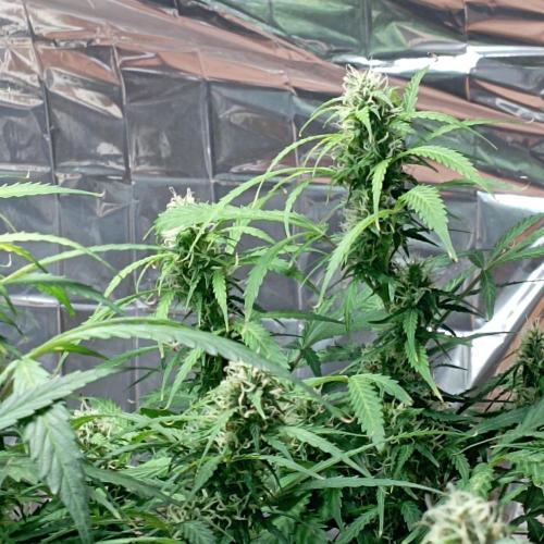 White Widow Auto con entrenamiento (LST). Week 10