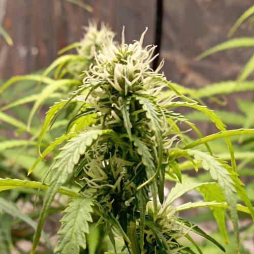White Widow Auto con entrenamiento (LST). Week 10