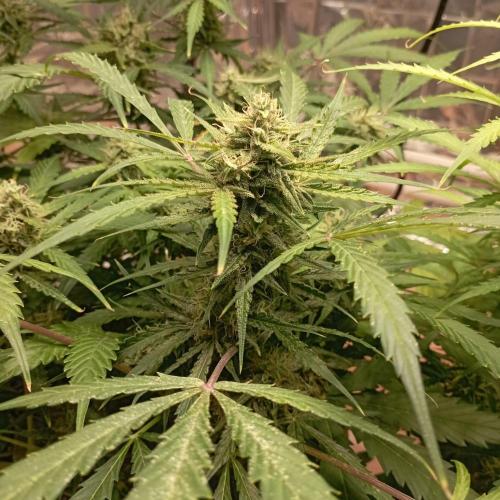 White Widow Auto con entrenamiento (LST). Week 10