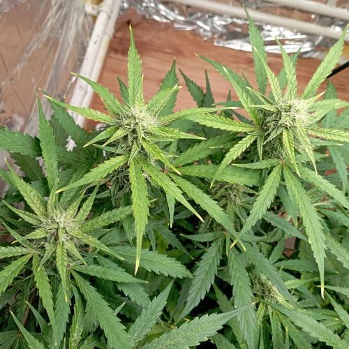 White Widow Auto con entrenamiento (LST). Week 10