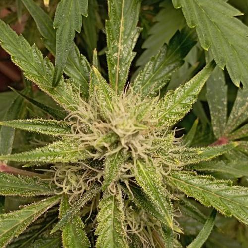 White Widow Auto con entrenamiento (LST). Week 10