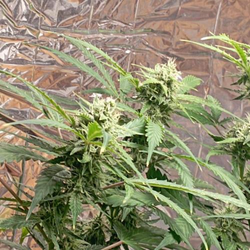 White Widow Auto con entrenamiento (LST). Week 10