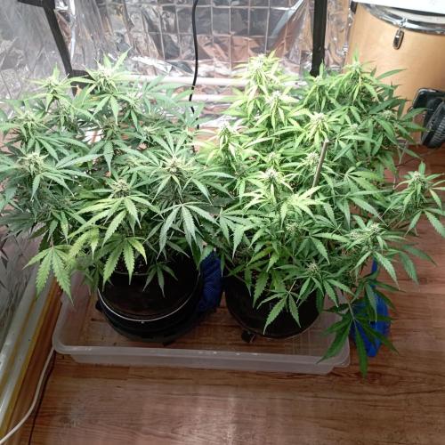 White Widow Auto con entrenamiento (LST). Week 10