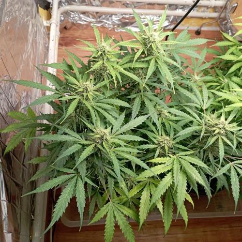 White Widow Auto con entrenamiento (LST). Week 10