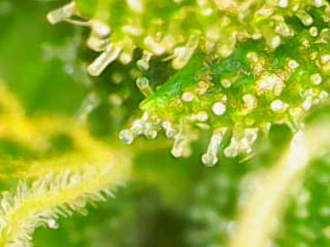 White Widow Auto con entrenamiento (LST). Week 10