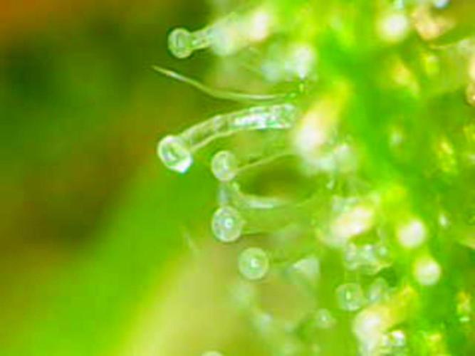 White Widow Auto con entrenamiento (LST). Week 10