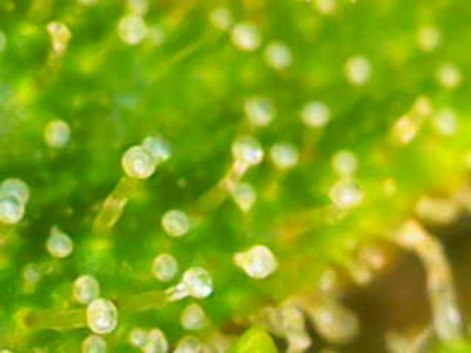 White Widow Auto con entrenamiento (LST). Week 10