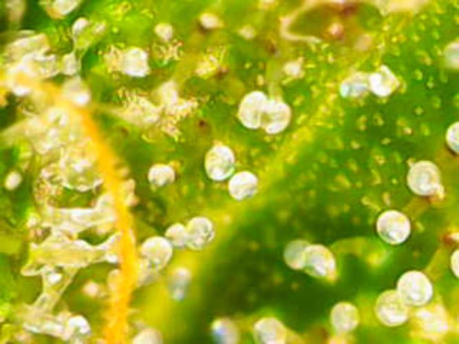 White Widow Auto con entrenamiento (LST). Week 10