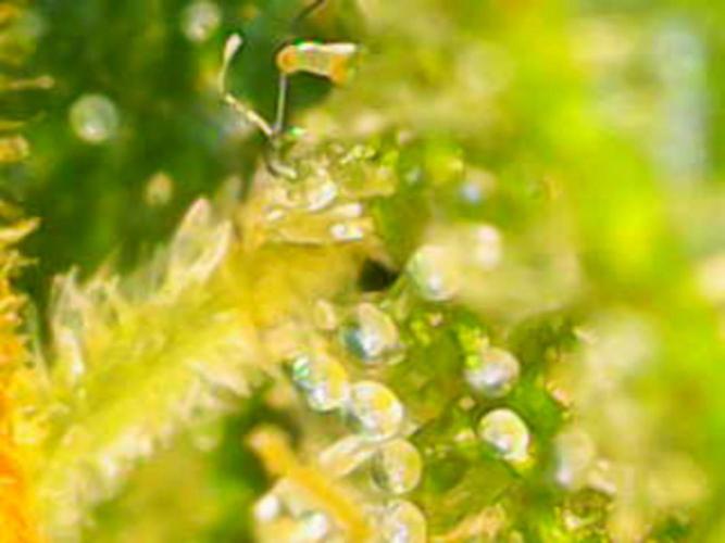 White Widow Auto con entrenamiento (LST). Week 10