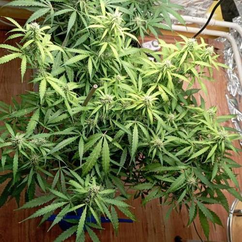White Widow Auto con entrenamiento (LST). Week 10