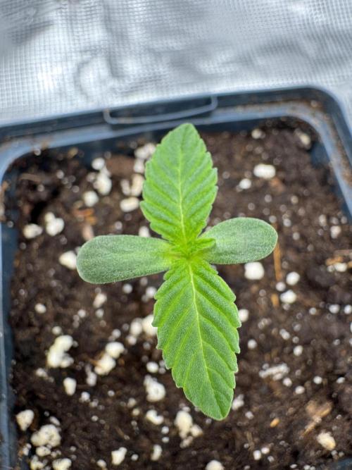 Tiki Madman Apples n Bananas BX. Week 2
