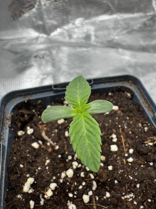 Tiki Madman Apples n Bananas BX. Week 2