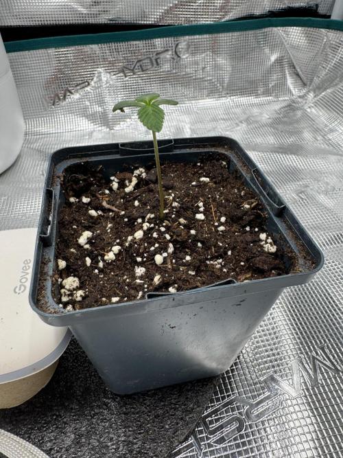 Tiki Madman Apples n Bananas BX. Week 2