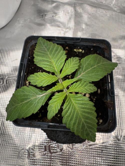 Tiki Madman Apples n Bananas BX. Week 3