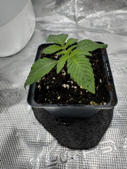 Tiki Madman Apples n Bananas BX. Week 3