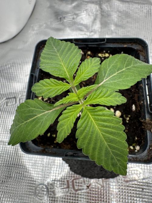 Tiki Madman Apples n Bananas BX. Week 3