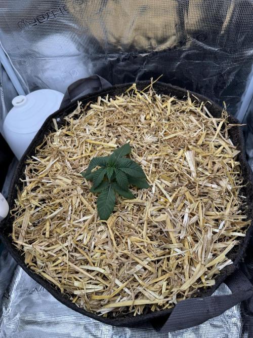 Tiki Madman Apples n Bananas BX. Week 4