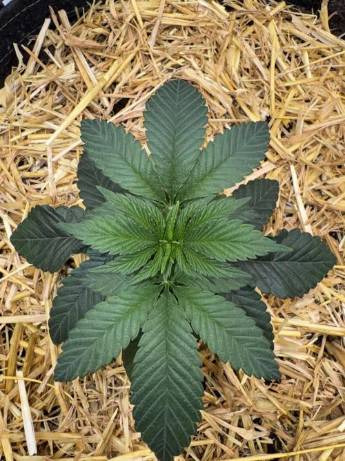 Tiki Madman Apples n Bananas BX. Week 5