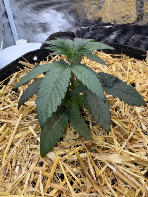 Tiki Madman Apples n Bananas BX. Week 5