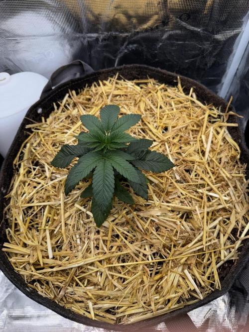 Tiki Madman Apples n Bananas BX. Week 5