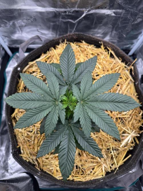Tiki Madman Apples n Bananas BX. Week 6